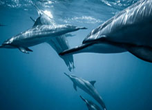 官方更新说明来了-对比麻豆影视——信息量很大（看完再说）